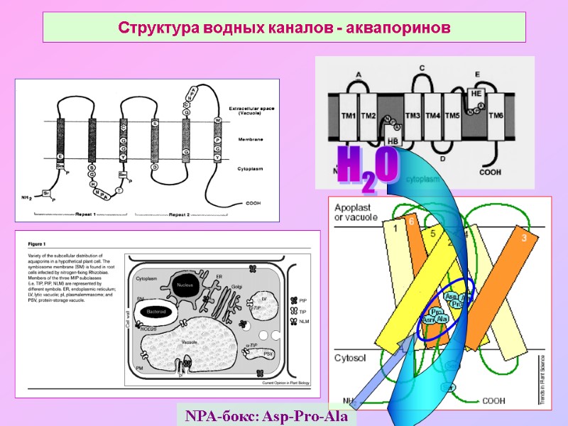 Структура водных каналов - аквапоринов NPA-бокс: Asp-Pro-Ala